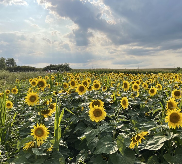 Sunflower Fields (Van&nbspMeter,&nbspIA)